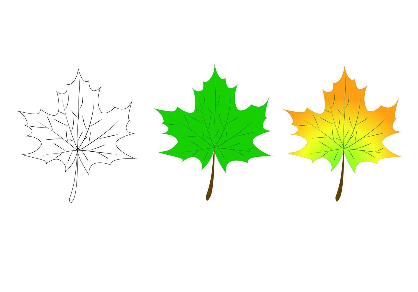 Leaf of a maple, nature symbol, monochrome vector, isolated, contour.Vector illustration vector