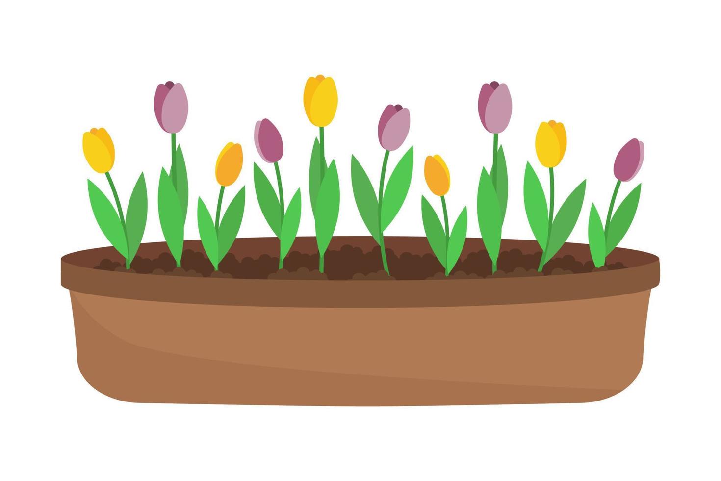 Tulips in brown flowerpot. Vector illustration of yellow and purple flowers.
