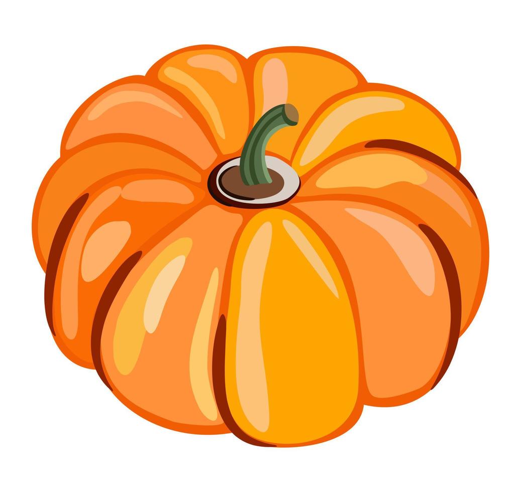 Vector isolated illustration of pumpkin.