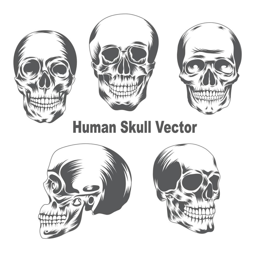 Ilustración de vector de cráneo humano