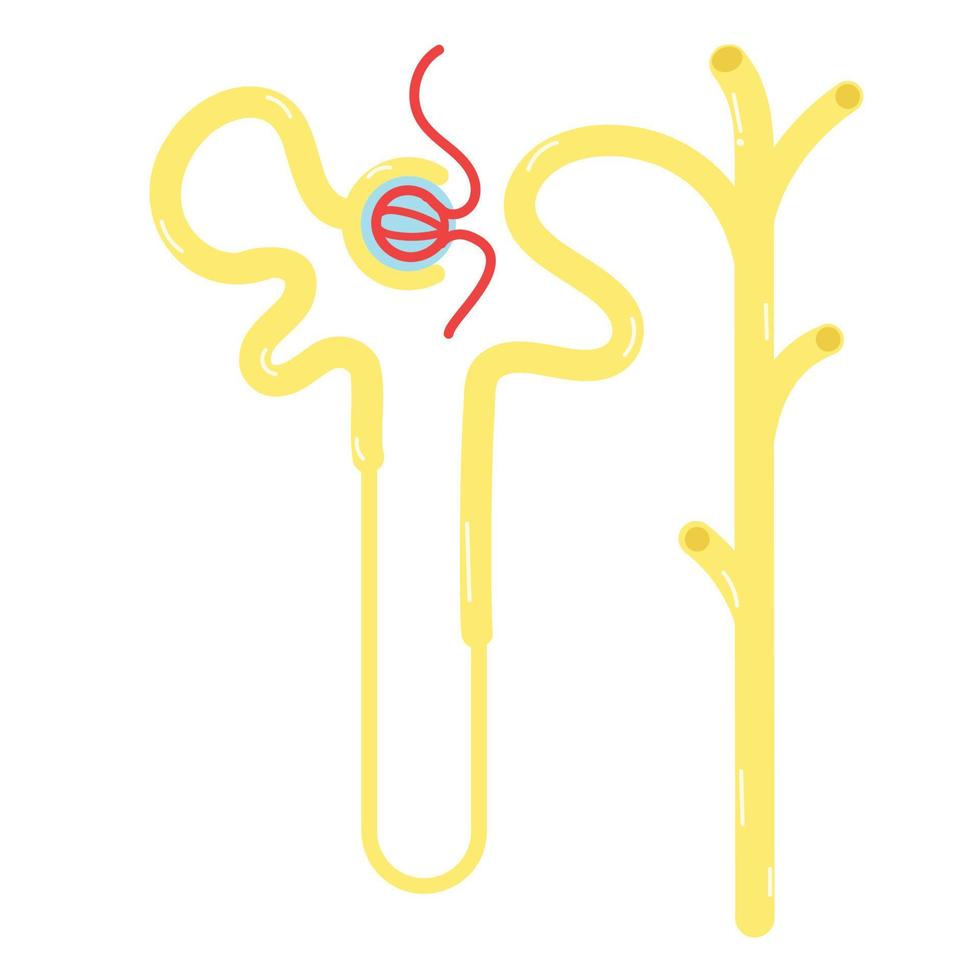 Nephrons are the subunits of the kidneys. vector