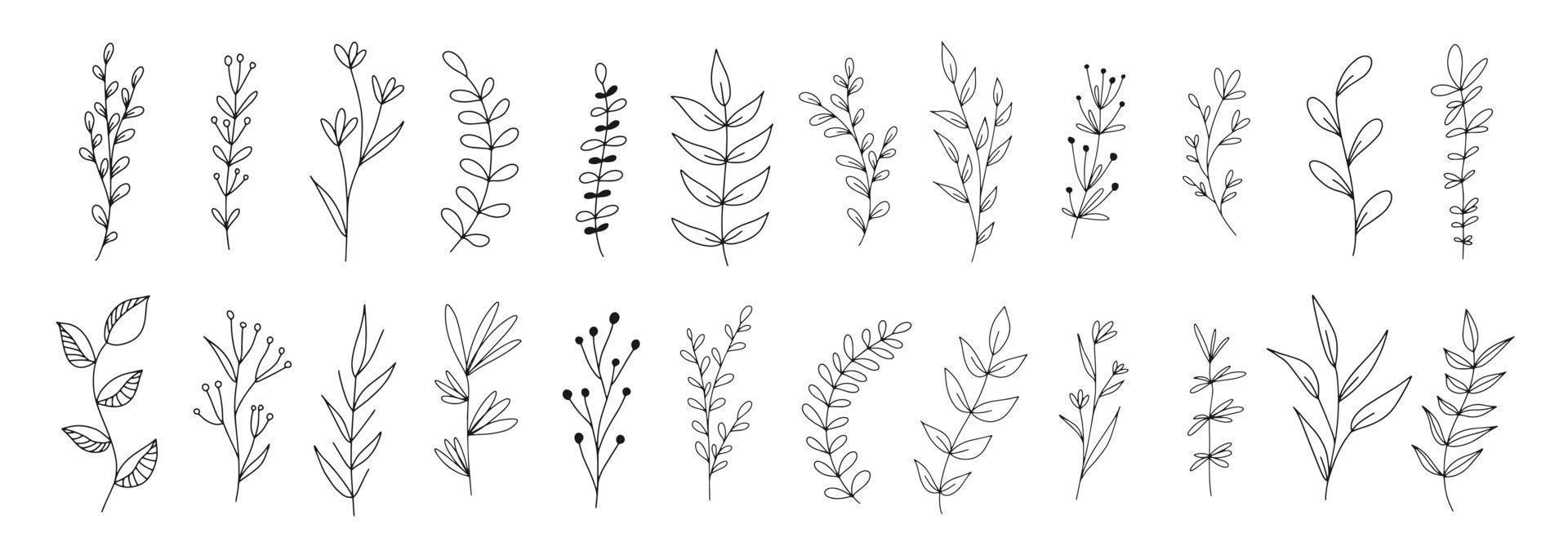 Set of botanical line art floral leaves, plants. Hand drawn sketch branches isolated on white background. Vector illustration