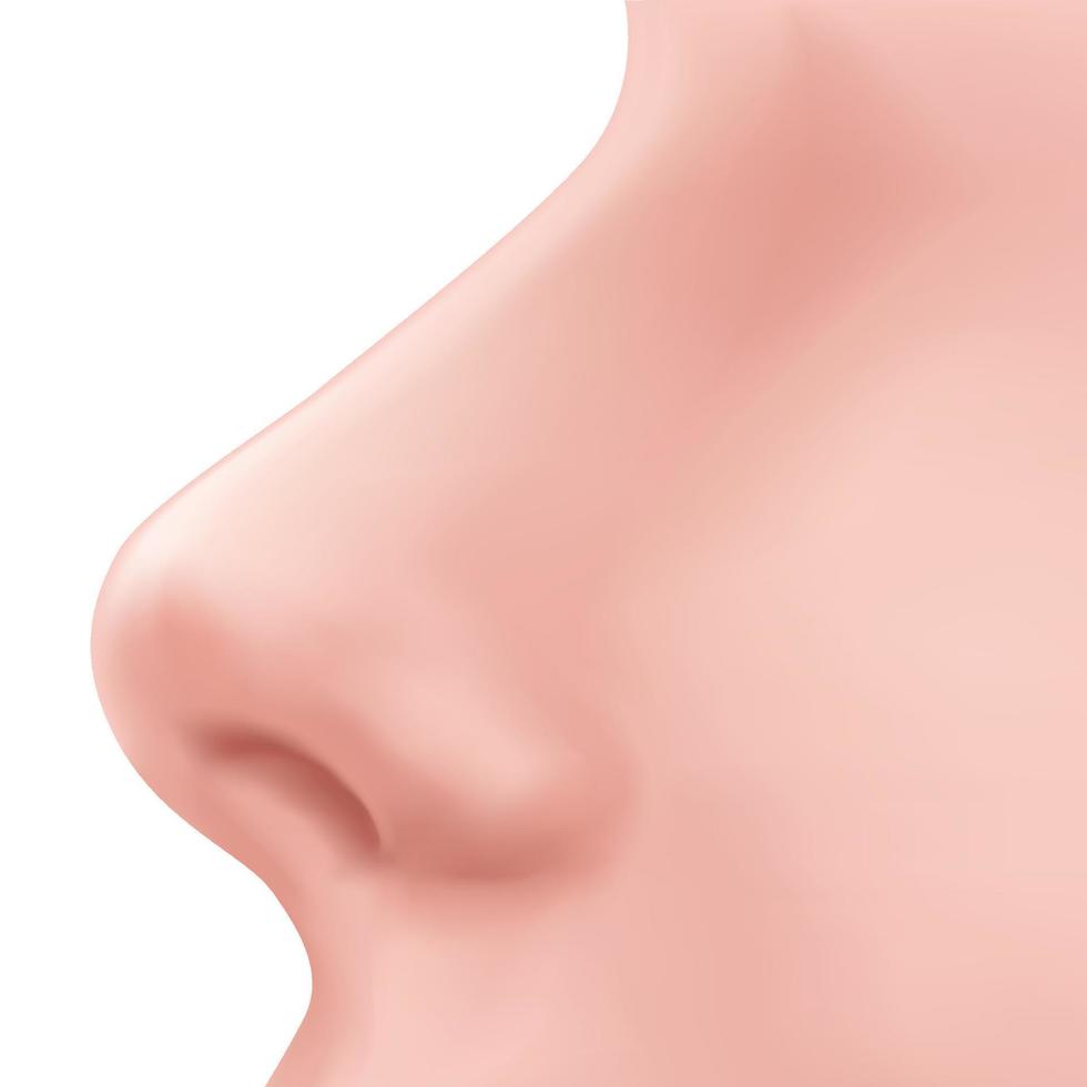 vista de perfil nariz humana en la cara ilustración realista para la medicina, aislada en el vector de diseño de fondo blanco. ejemplo de rinoplastia parte del cuerpo para la biología.