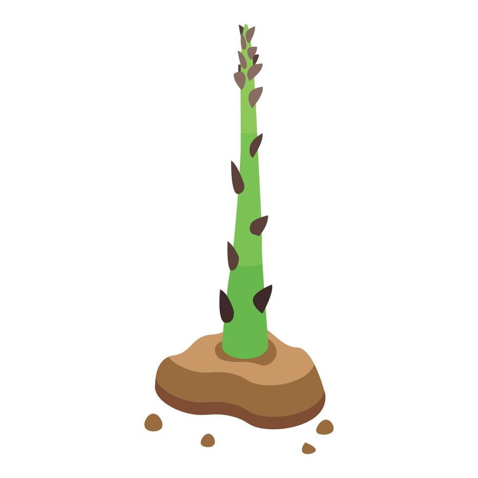 Asparagus plant icon, isometric style vector