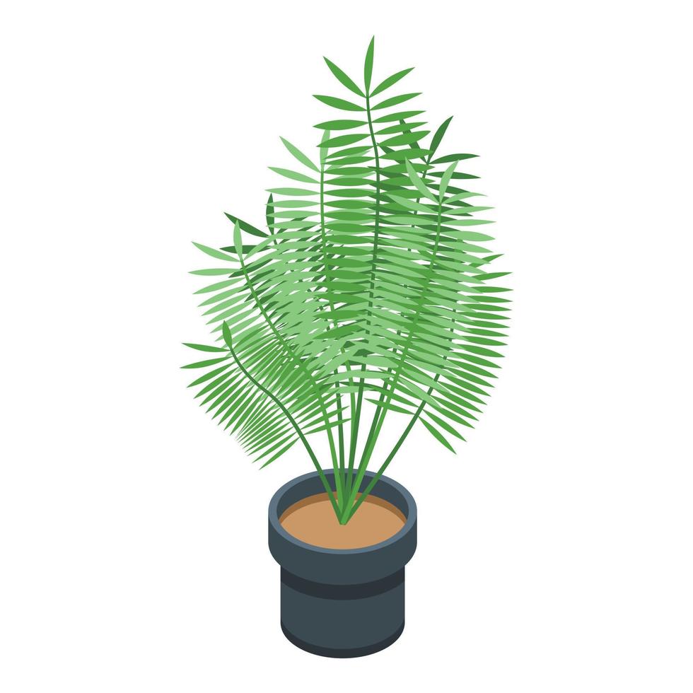 Jungle palm tree pot icon, isometric style vector