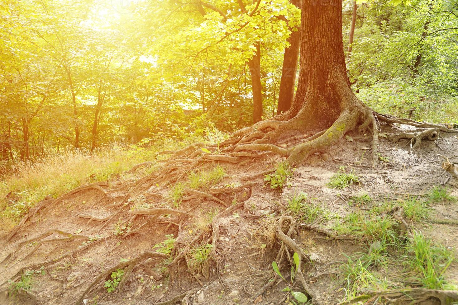 Mighty roots of an old tree in green forest in daytime photo