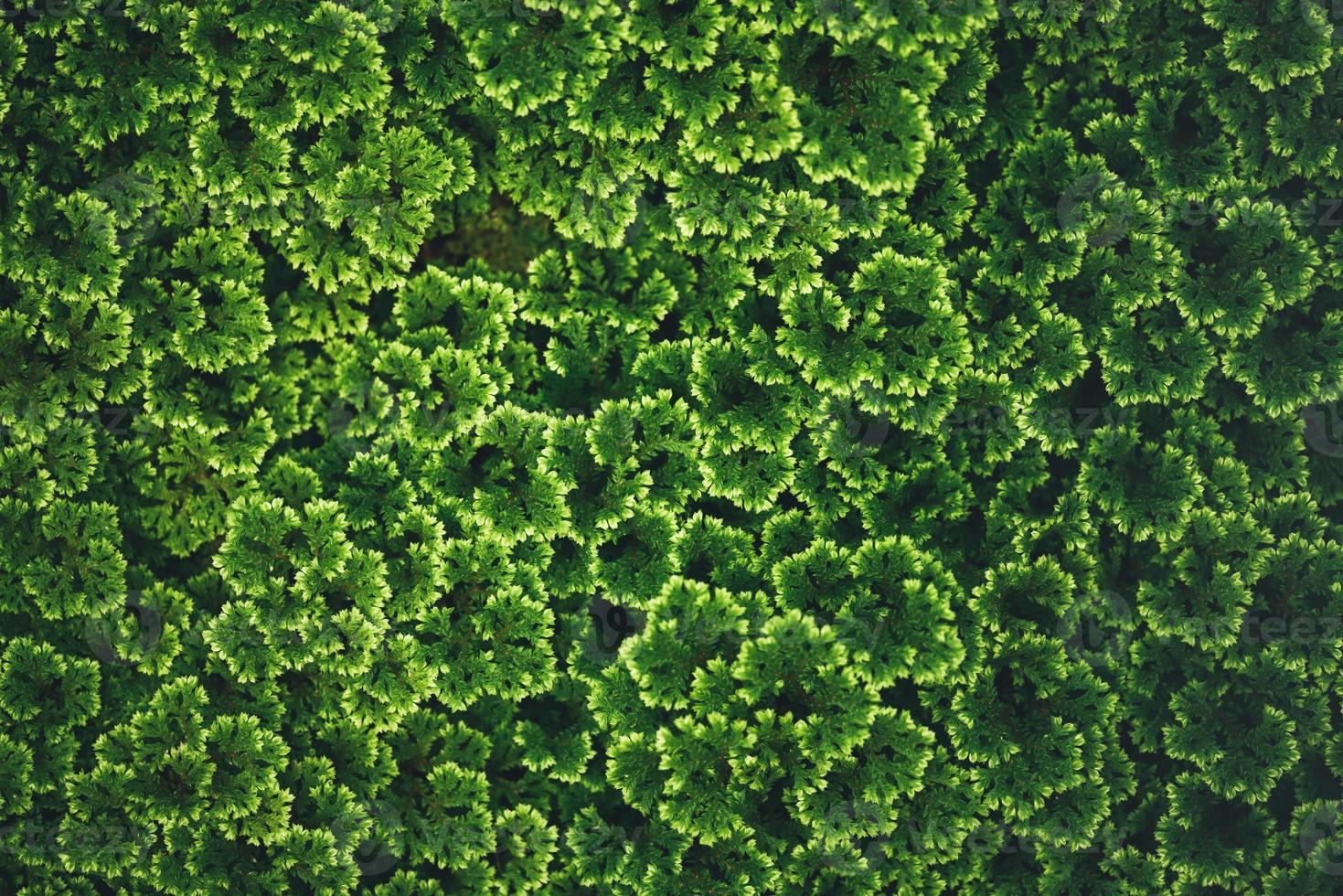 Closeup of top view of green leaves in dark tones as natue background pattern using as wallpaper background and cover page concept. photo