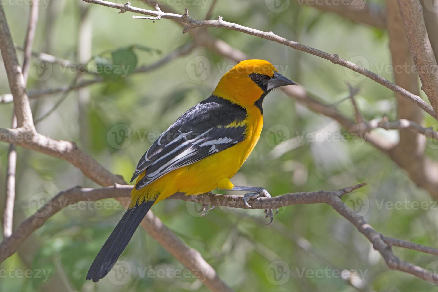 Altamira Oriole in a tree photo