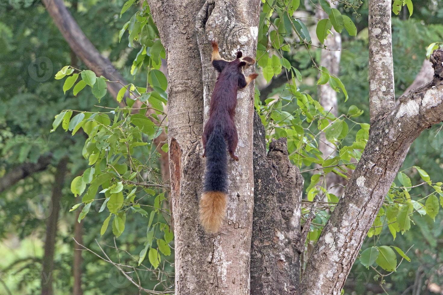 Good View of the Giant Malabar Squirrel Tail photo
