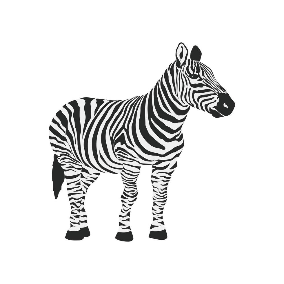 Zebra Flat Greyscale Icon vector