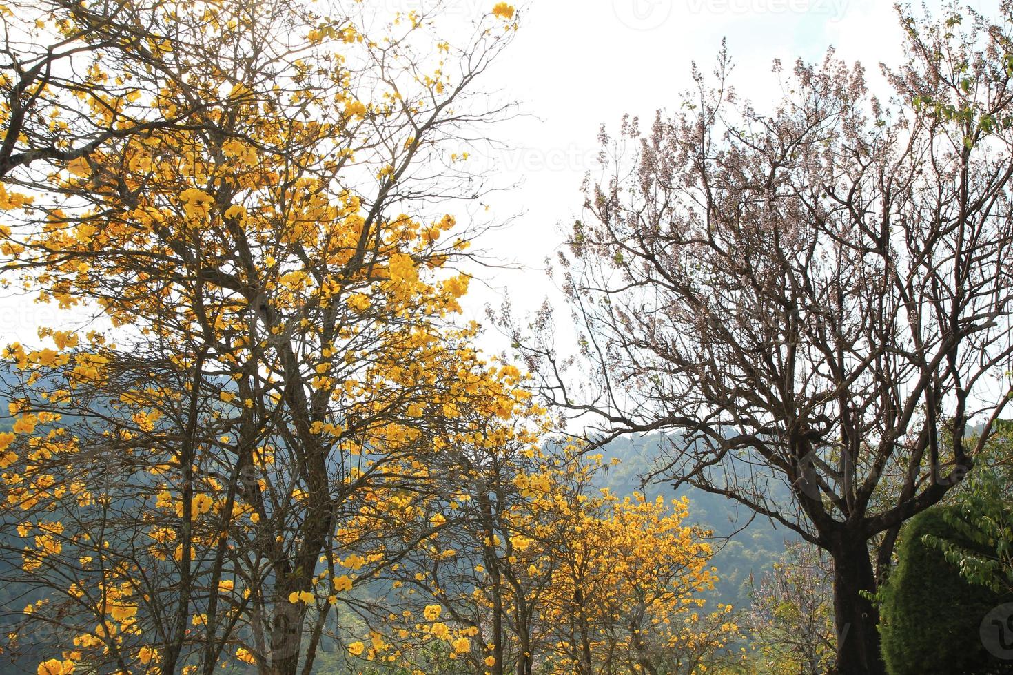 Travel to Chiangmai, Thailand. The trees with blooming yellow flowers in the garden near to mountains. photo