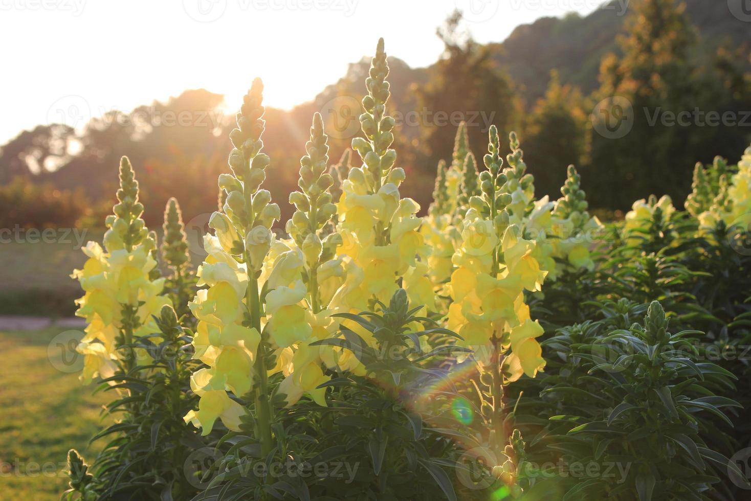 Travel to Chiangmai, Thailand. Blooming yellow gladioluses on the meadow at the sunset. photo