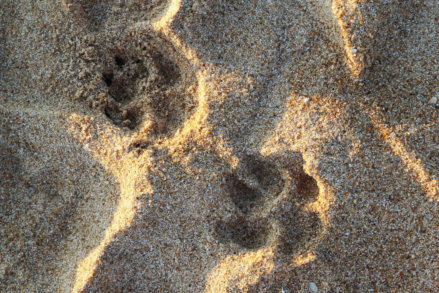 Travel to island Phuket, Thailand. The footprints of dog on the sand beach. photo