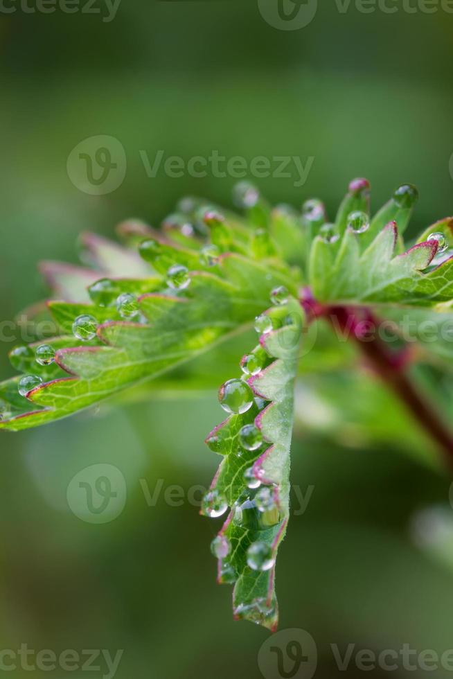 emocionante macro de gotas de rocío en flor verde foto