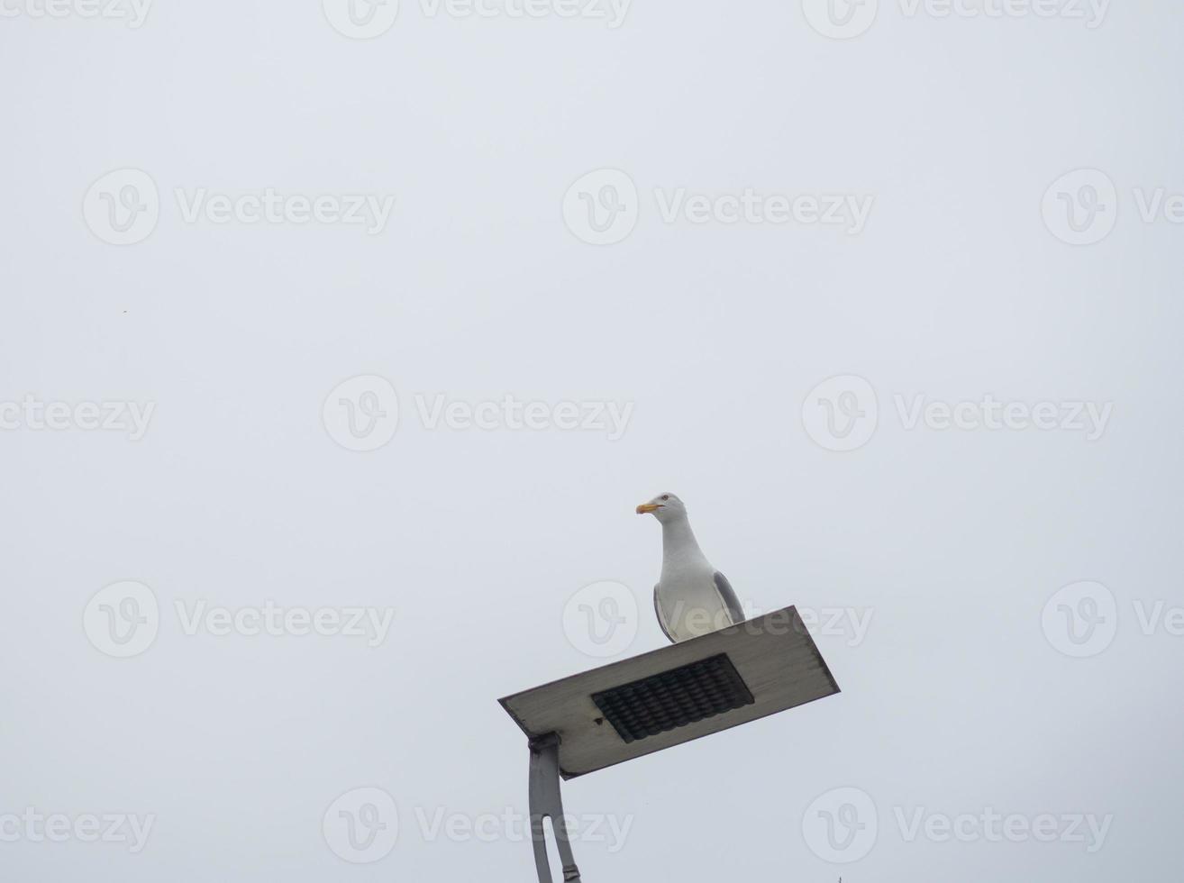Seagull on the lantern. Modern street lamp. photo