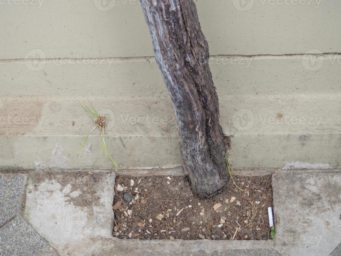 tronco de árbol en el fondo de la pared. tronco de árbol delgado. arbustos del sur. foto