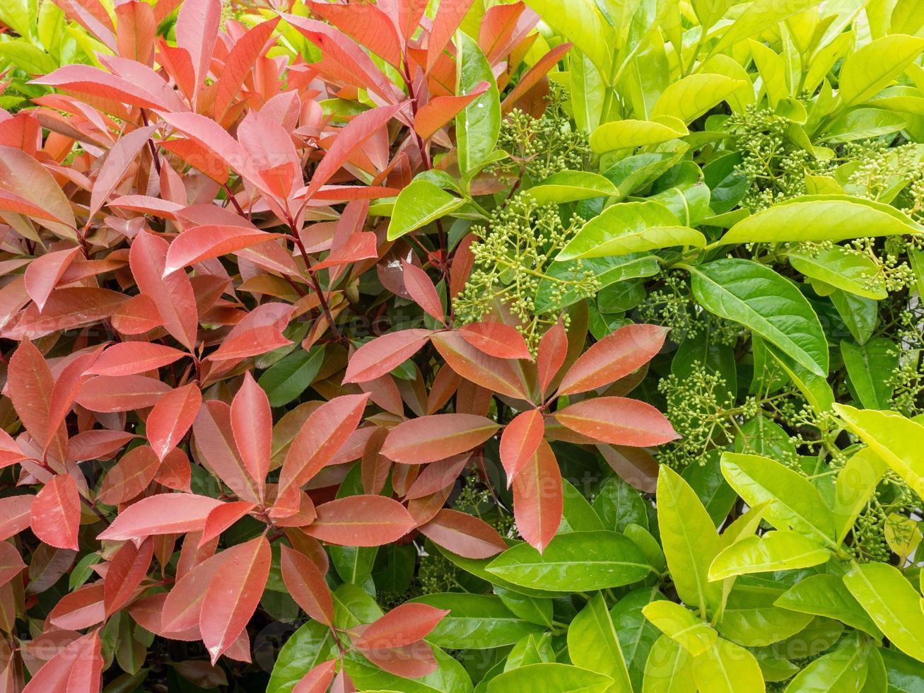 Fresh leaves on the bushes. Natural pattern. Leaves background. Red and green shrubs in the south. photo