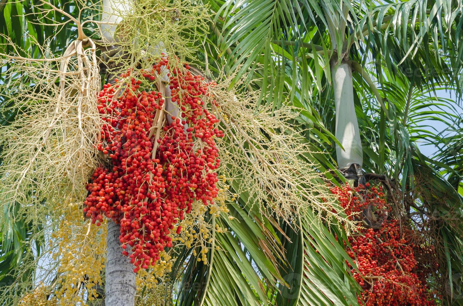 Betel Nut Palm Tree photo