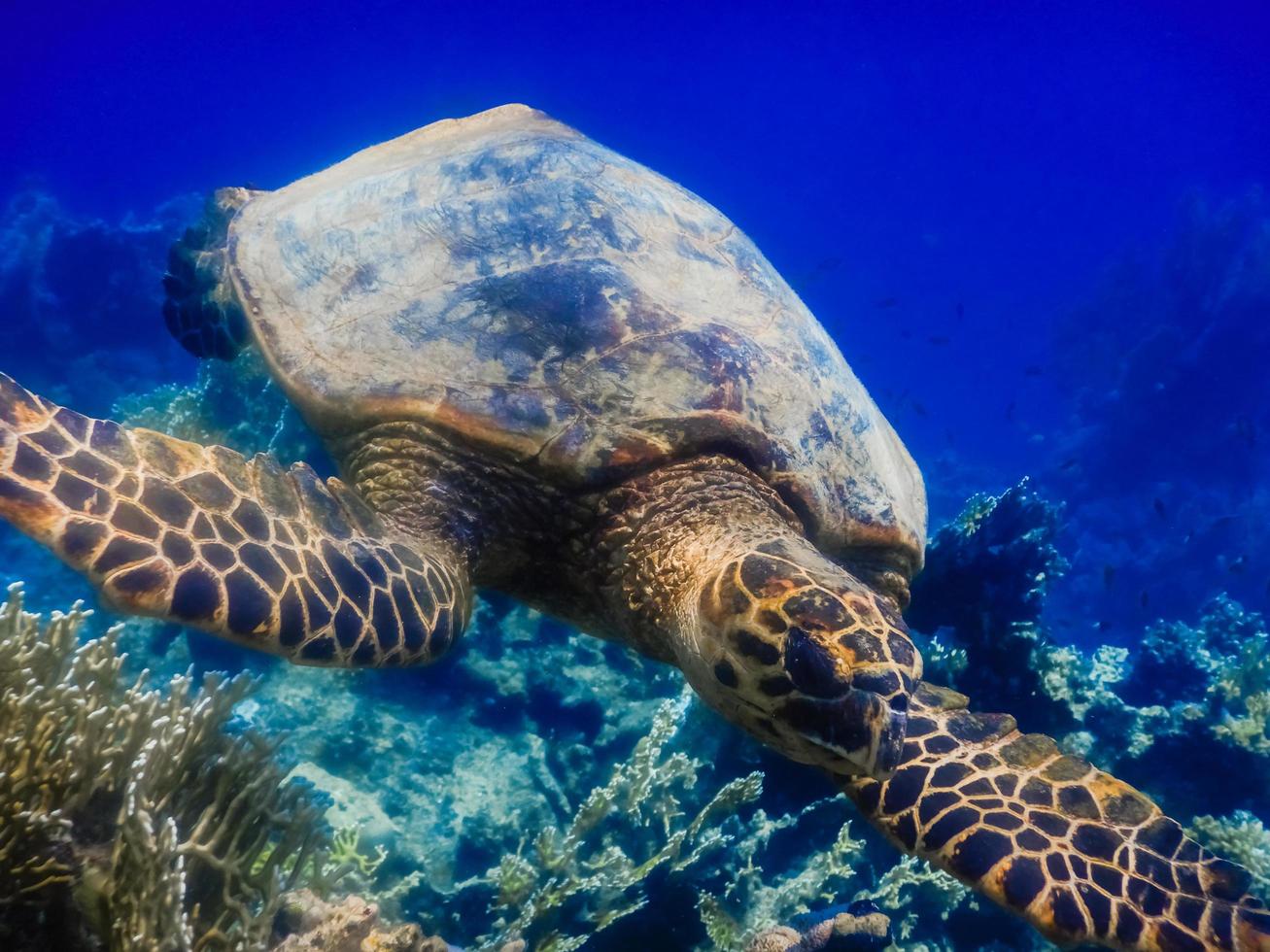 green sea turtle swimming over corals and deep blue water photo