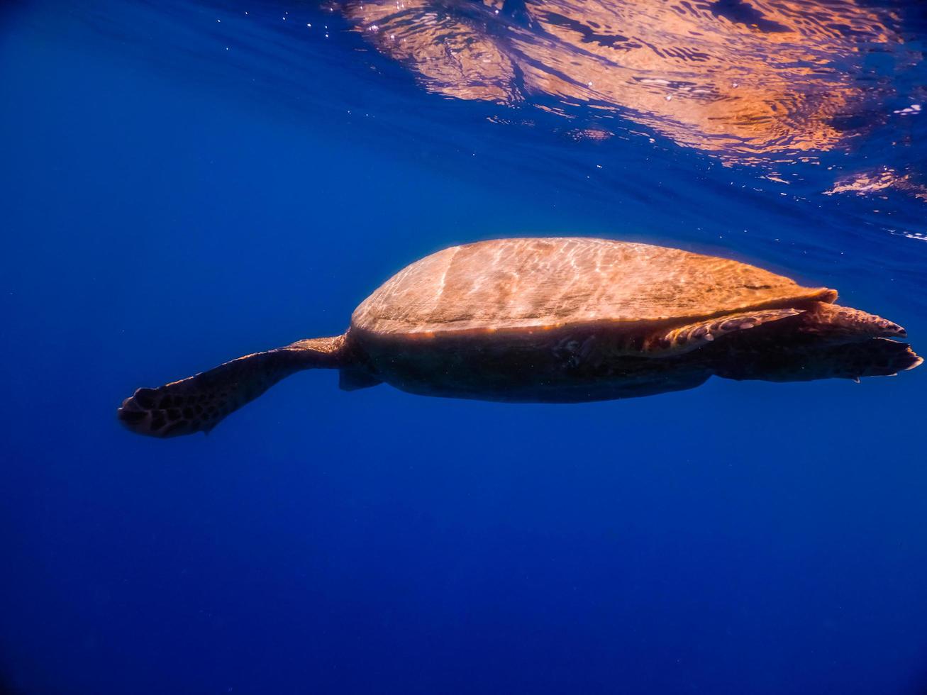 green sea turtle after breathing at the surface in deep blue water with reflection photo
