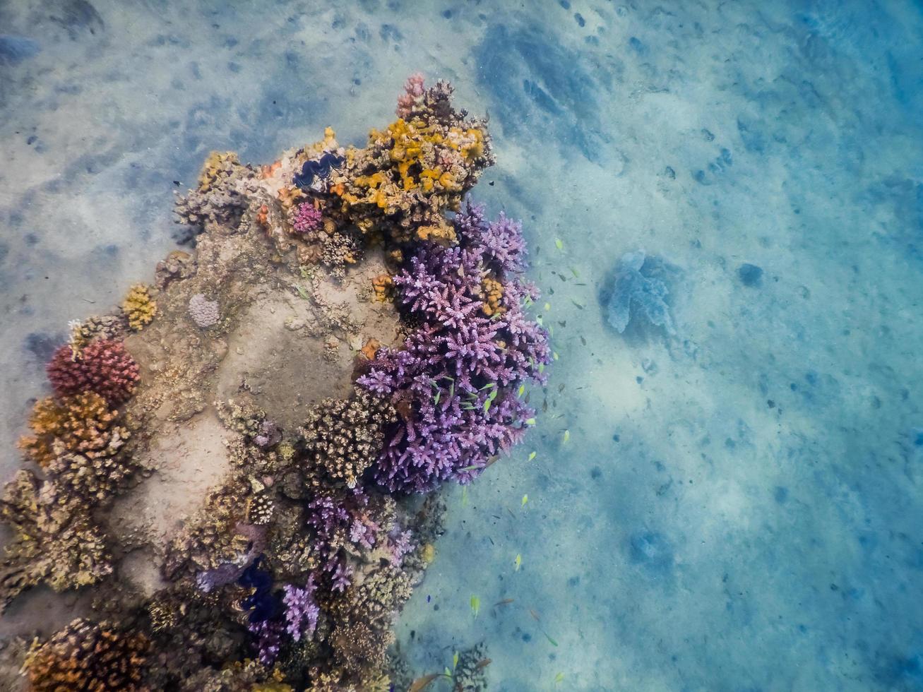 arrecife de coral colorido con suelo arenoso en el mar foto