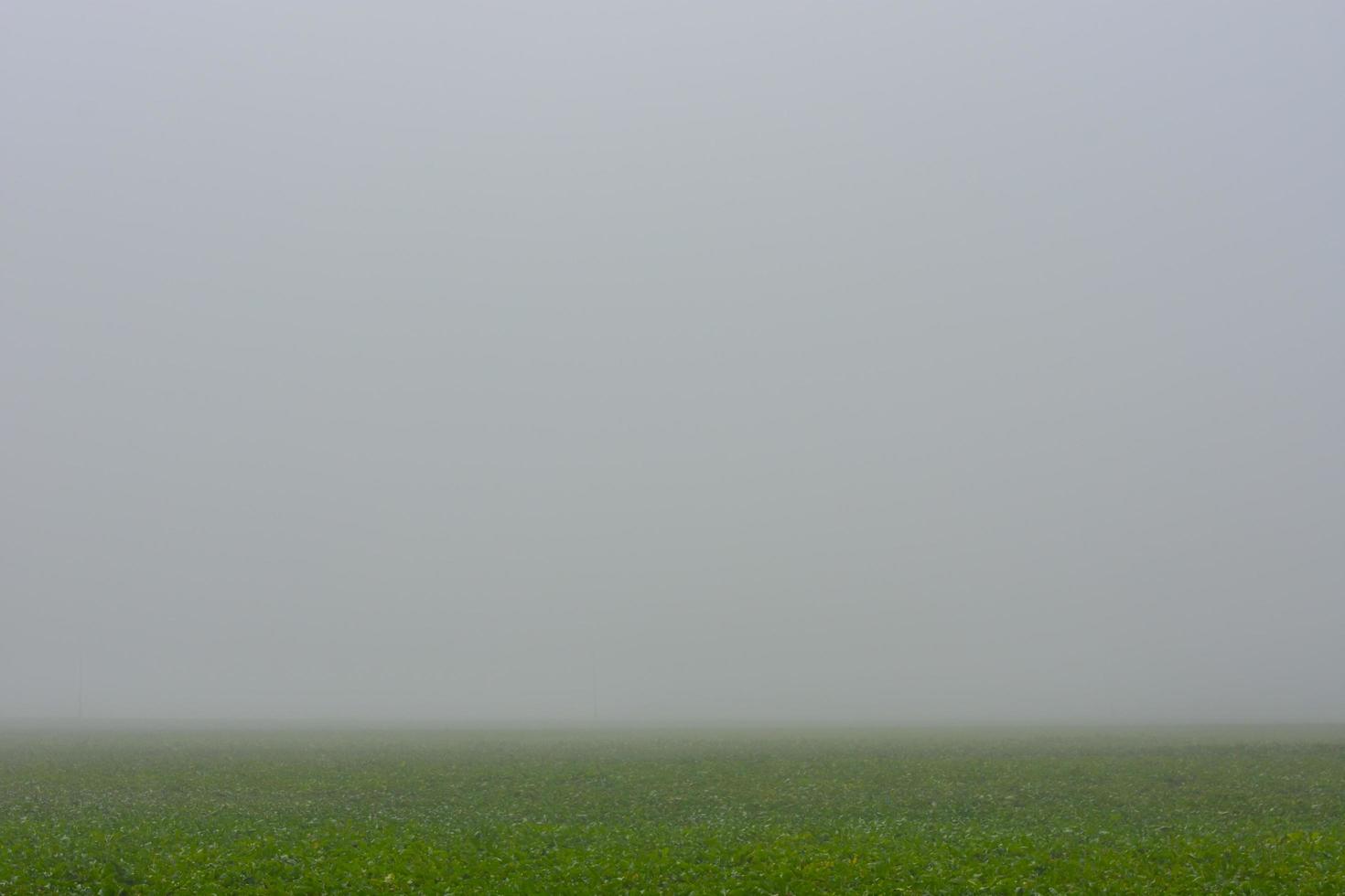 dense gray fog over a green field in the nature photo