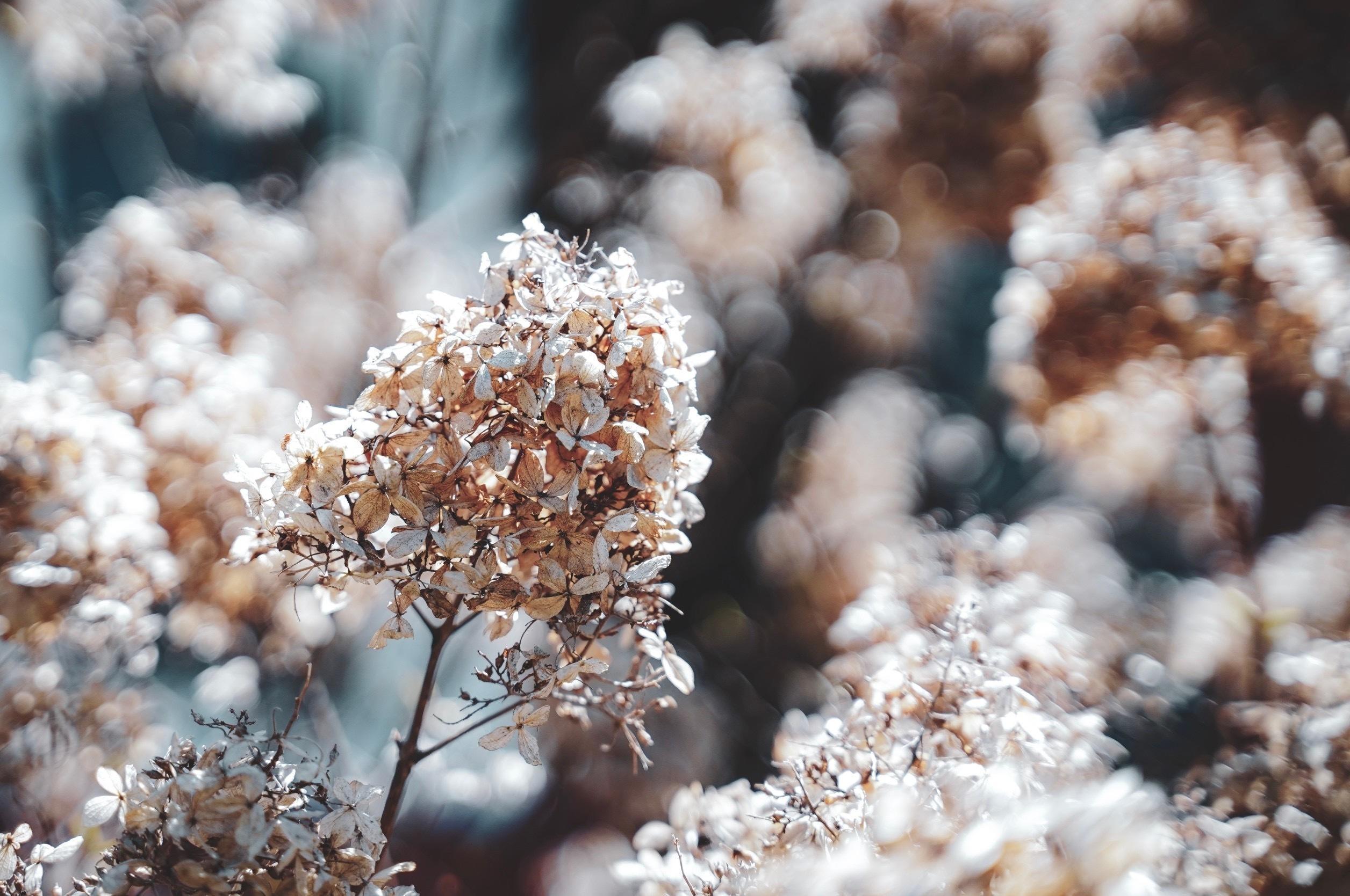 A close up of some dried plants with some white flowers · Free Stock Photo