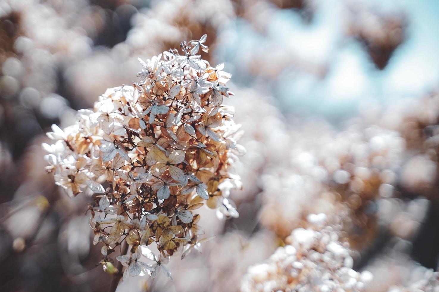 A Dried flower tree in winter, closeup of white flowers, dry floral background photo