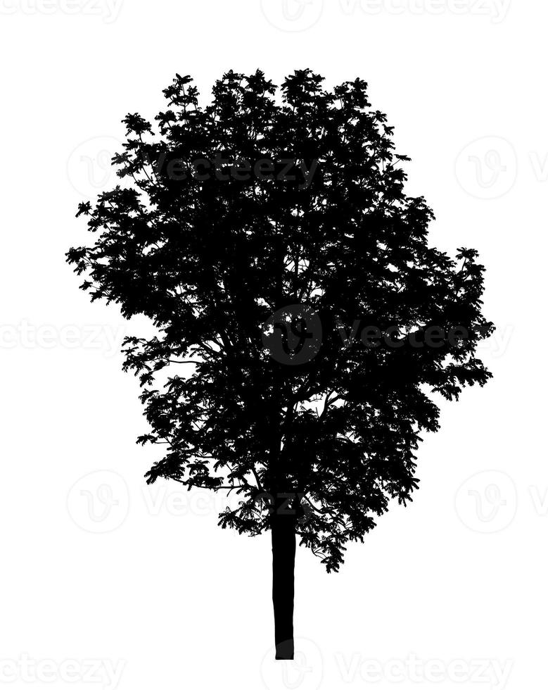 Tree on transparent picture background with clipping path, single tree with clipping path and alpha channel on black background photo
