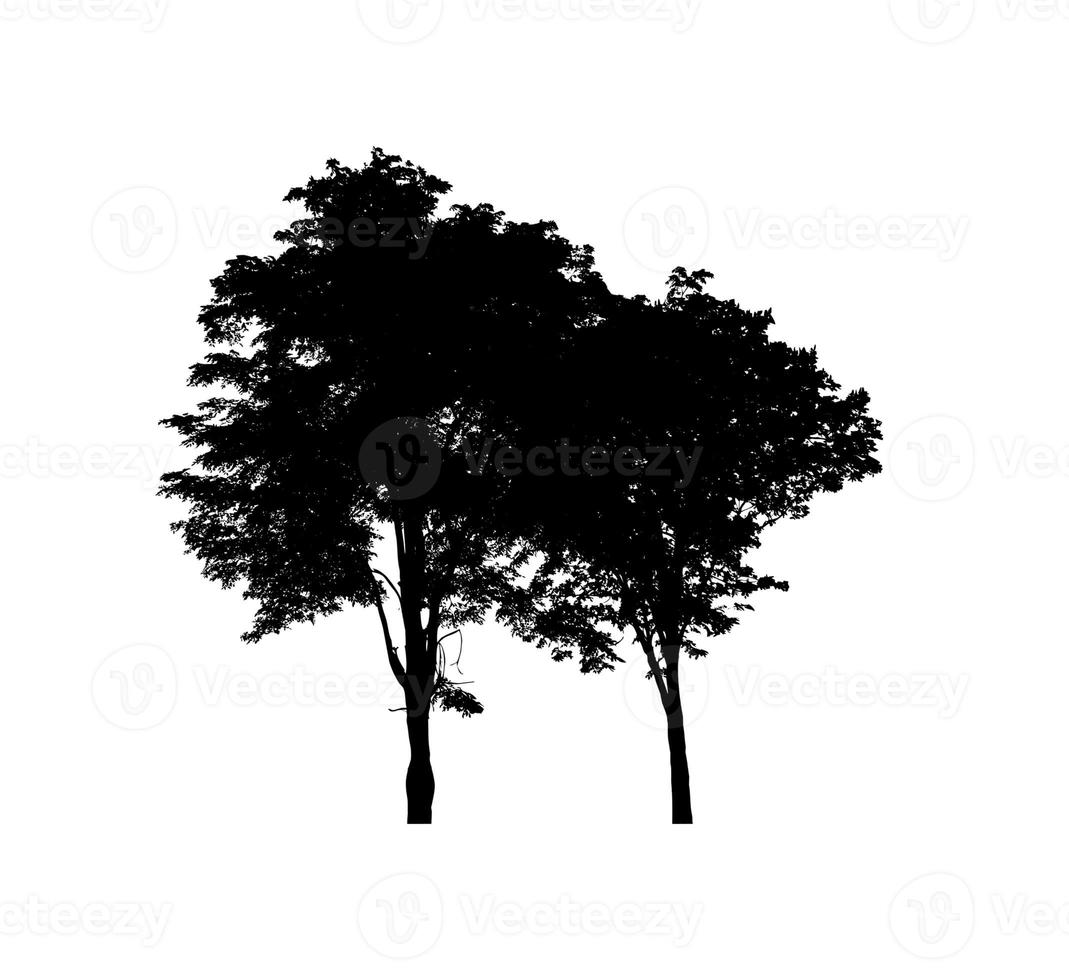 Tree silhouette for brush on white background photo