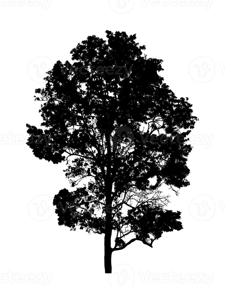 Tree on transparent picture background with clipping path, single tree with clipping path and alpha channel on black background photo