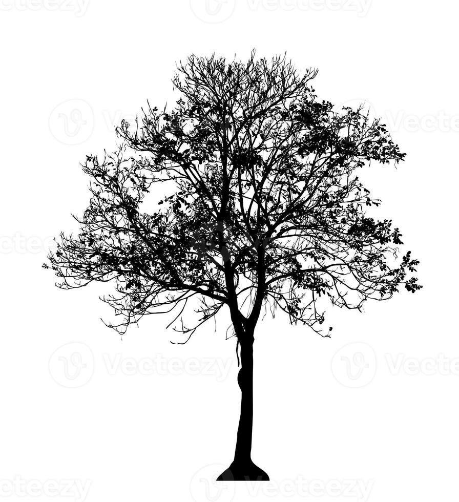 Tree silhouette for brush on white background photo