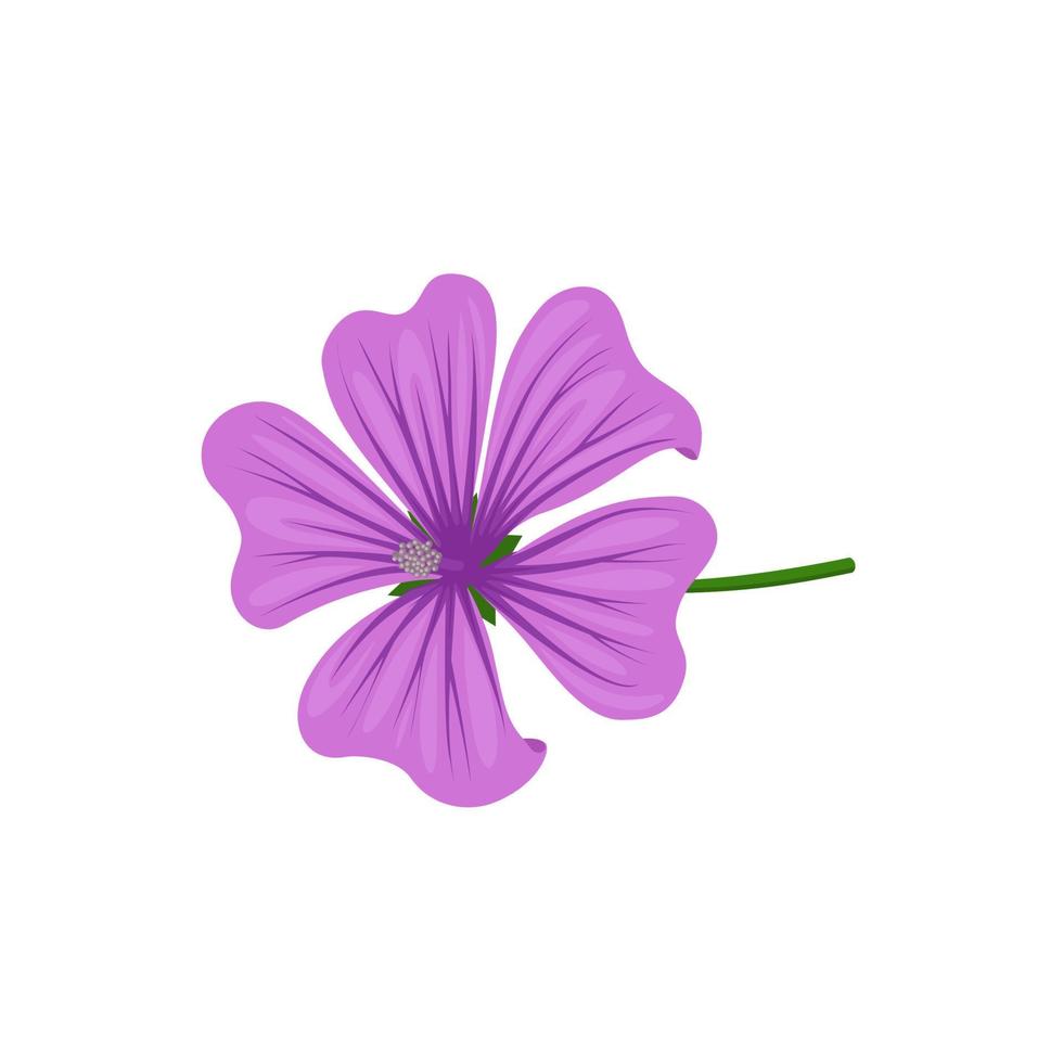Vector illustration, mallow flower or malva flower, isolated on white background.