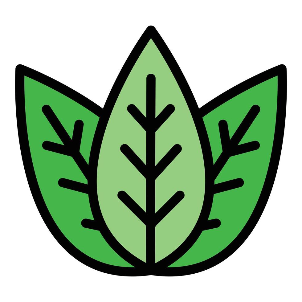 Basil aromatic icon color outline vector