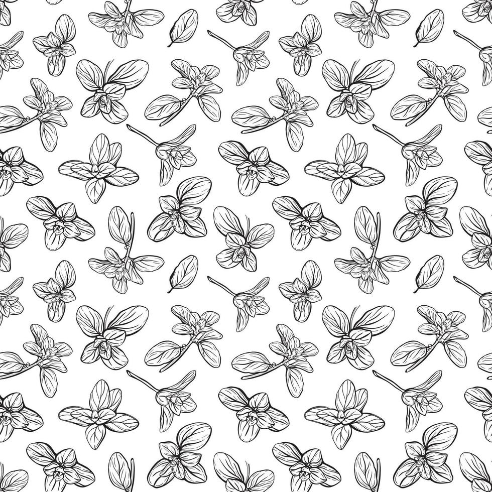 Basil Pattern. Italian herbs.A sprig of marjoram vector