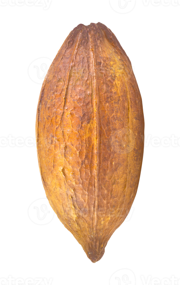 cacao amarillo aislado png