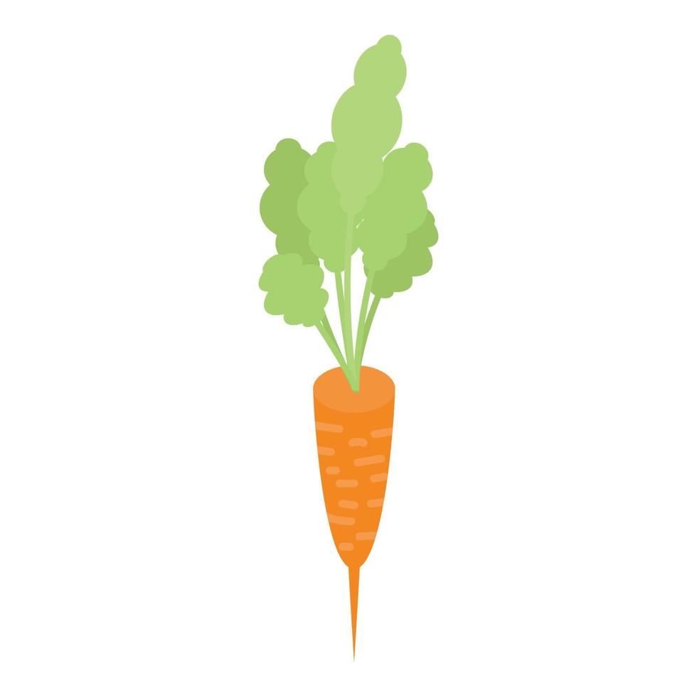 Fresh garden carrot icon, isometric style vector