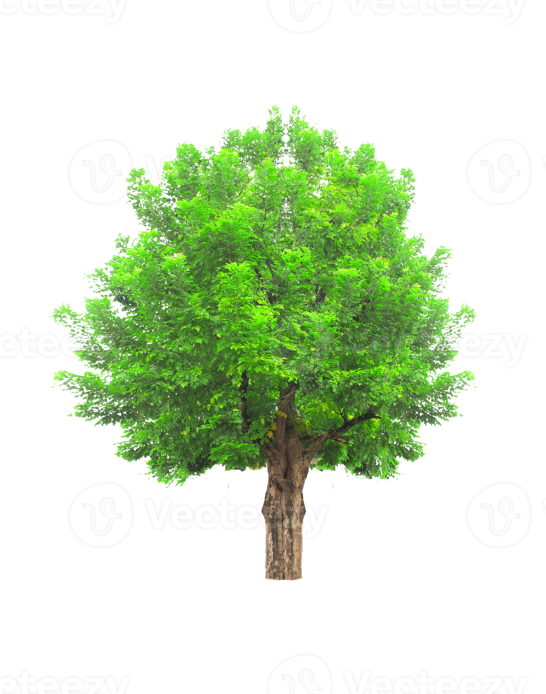 isolierter Baum auf transparentem Hintergrund png