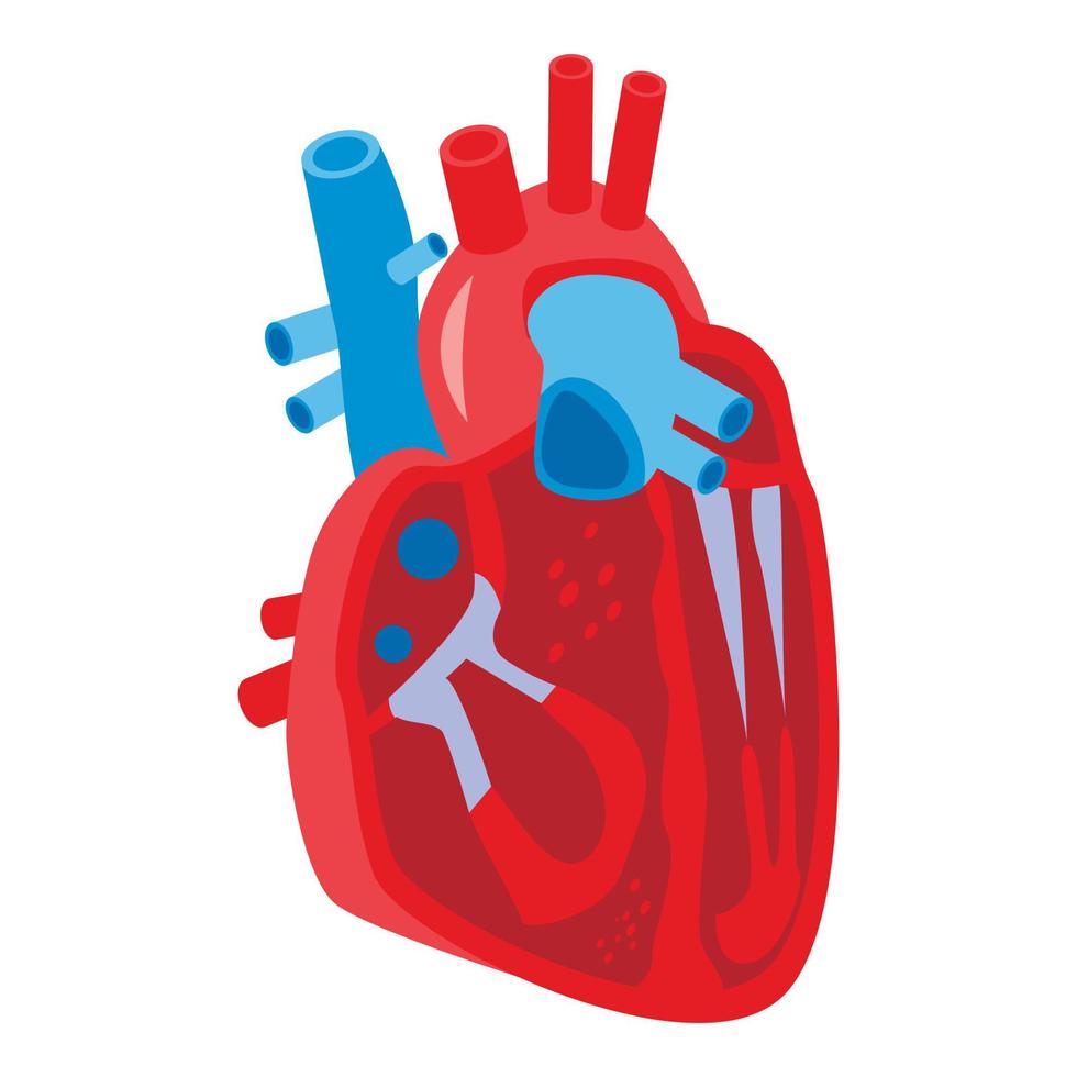 Section human heart icon, isometric style vector