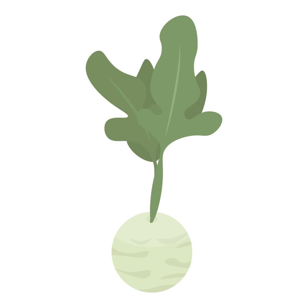 Garden cabbage icon, isometric style vector