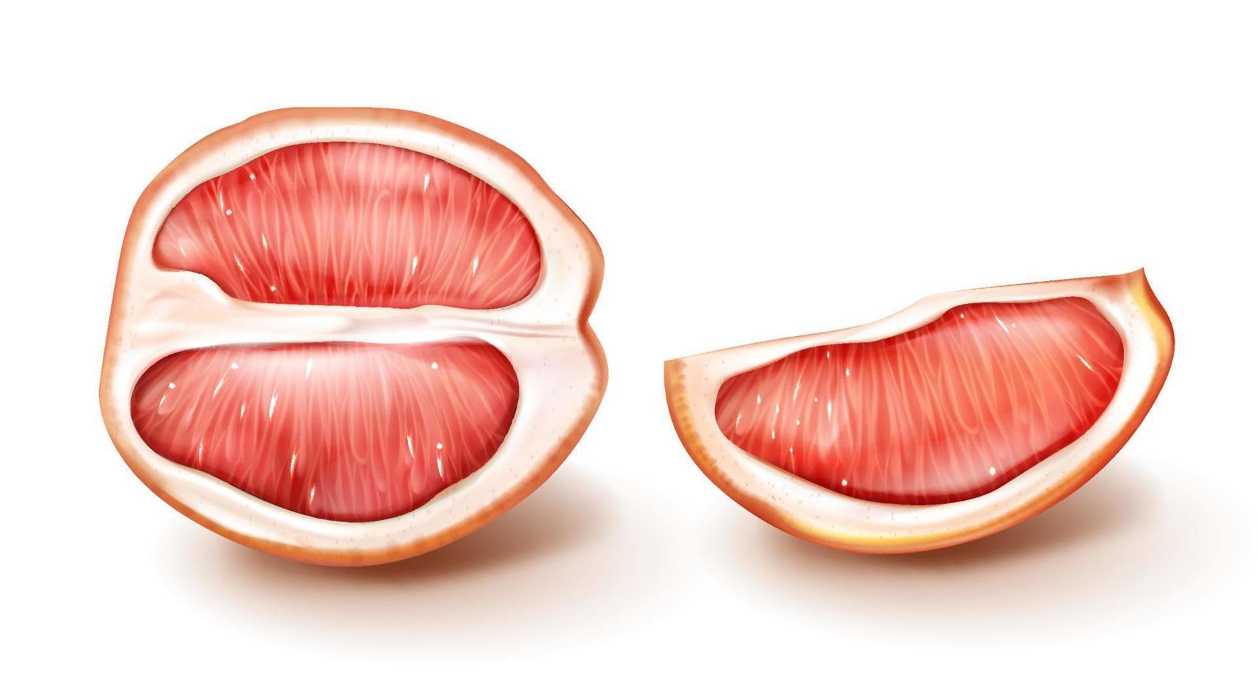 Vector half and slice of red grapefruit