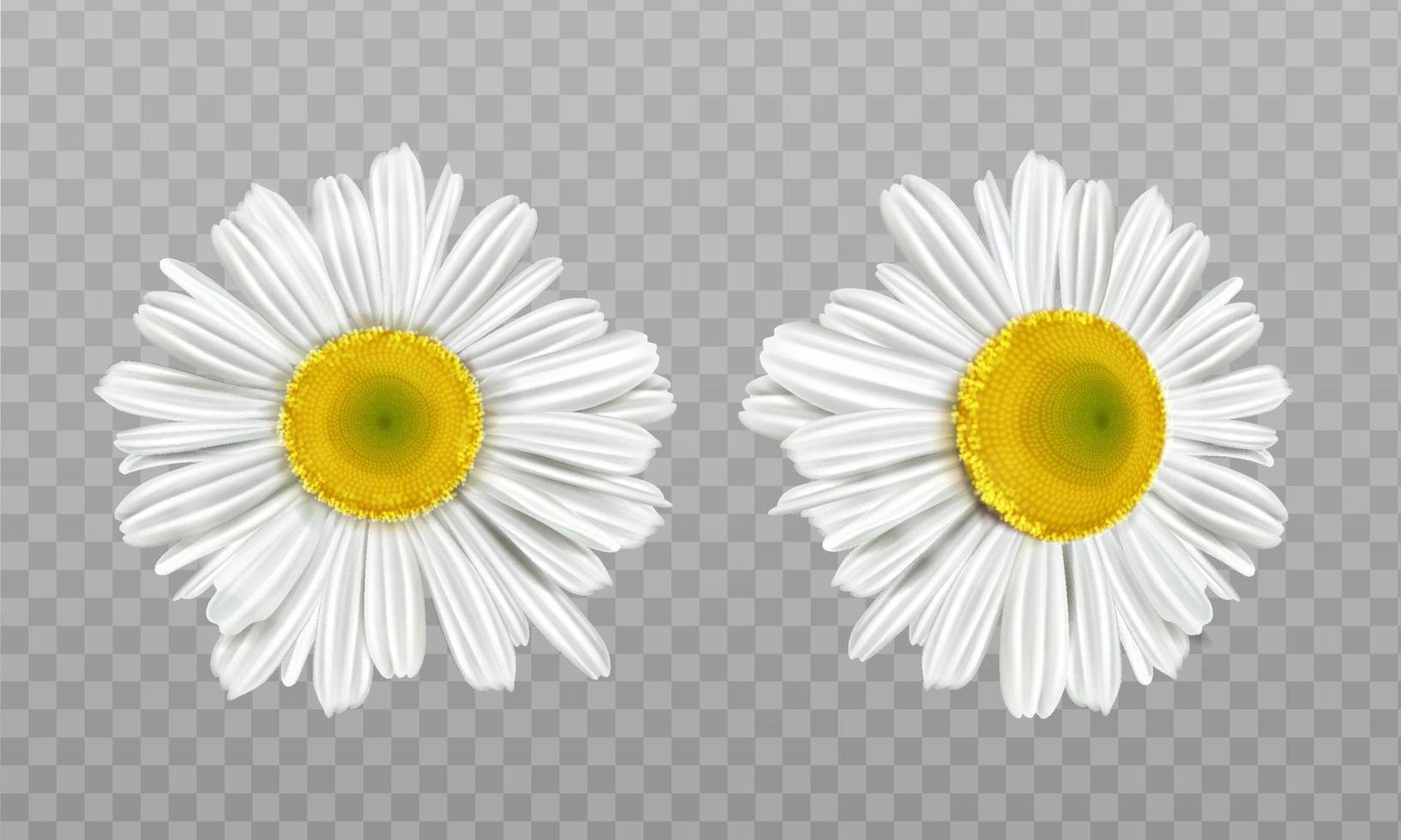 Realistic spring chamomile, daisy flowers vector