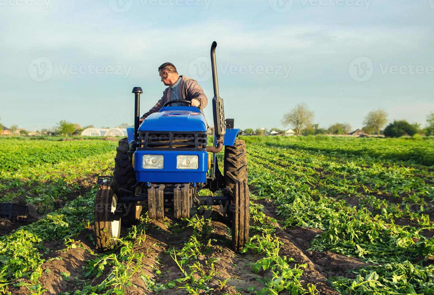 A farmer drives a tractor across the field and harvests potatoes. Harvest first potatoes in early spring. Farming and farmland. Agro industry and agribusiness. Support for farms. Harvesting photo