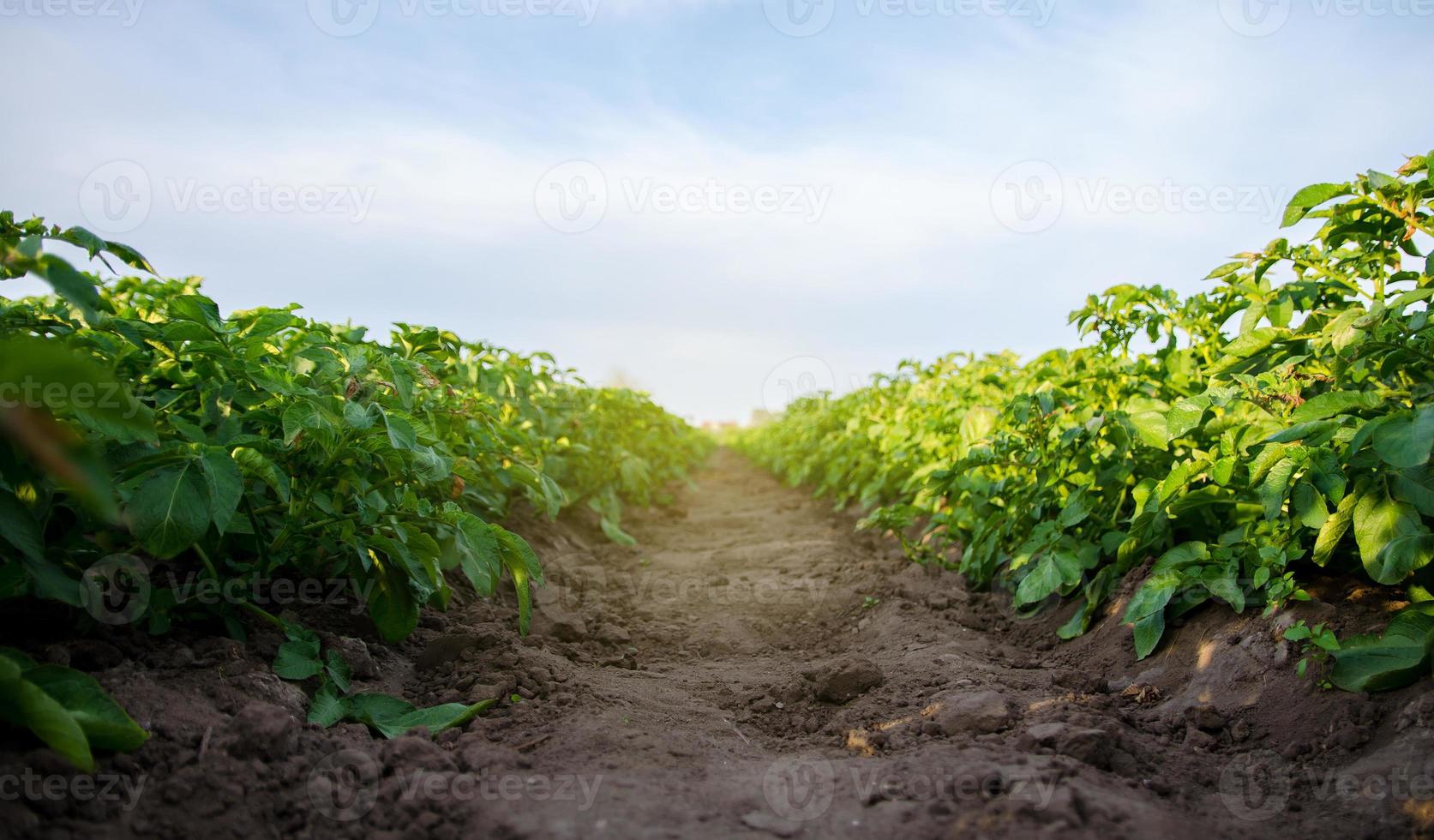 The path between the rows of the potato plantation. Growing food vegetables. Agroindustry. Cultivation. Organization of plantation in the field. Olericulture. Agriculture farming on open ground. photo