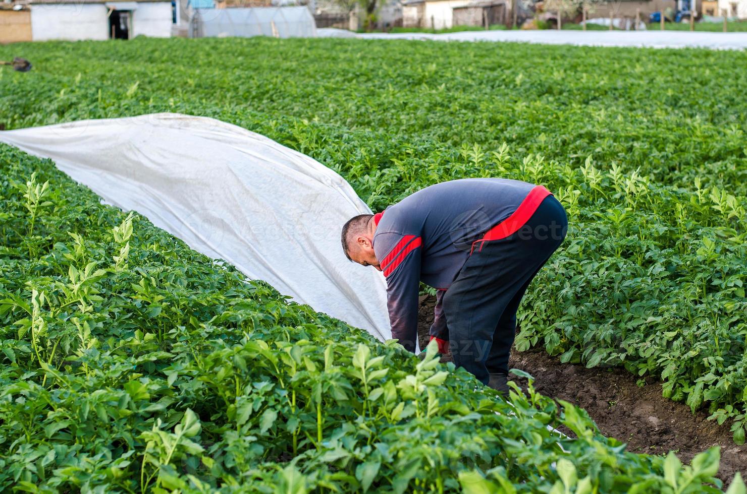 un agricultor extrae agrofibras hiladas blancas de una plantación de patatas. endurecimiento de las plantas. agroindustria, agricultura. uso de materiales de revestimiento protector en la agricultura. cultivo de cultivos en una estación fría. foto