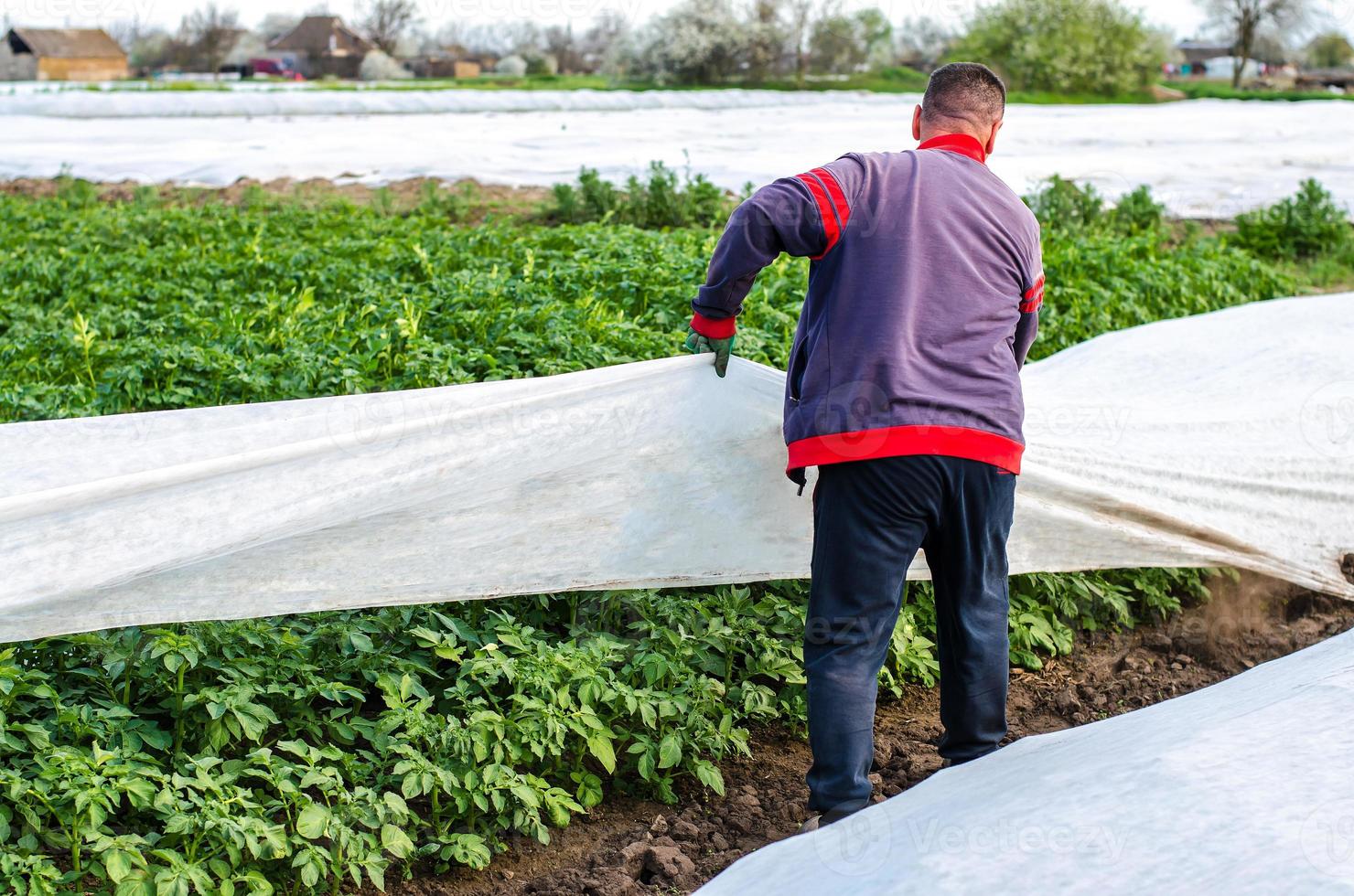 un agricultor quita la cubierta agrícola protectora de una plantación de patatas. efecto invernadero para la protección. agroindustria, agricultura. cultivo de cultivos en un frío temprano. protección de cultivos contra las bajas temperaturas foto