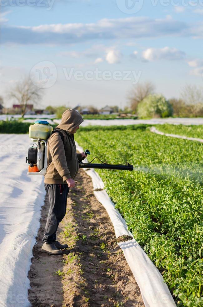 un agricultor rocía una plantación de patatas contra plagas y hongos. protección de plantas cultivadas contra insectos e infecciones fúngicas. control del uso de productos químicos. cultivo de hortalizas foto