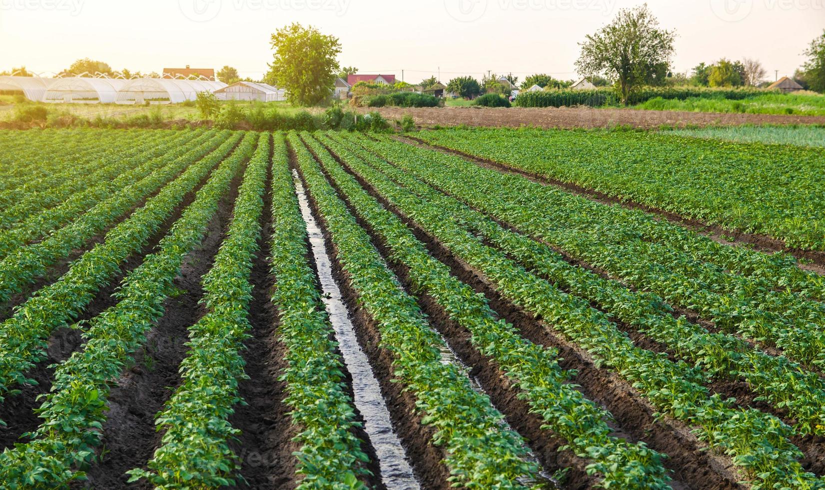 Water flows through the potato plantation. Watering and care of the crop. Surface irrigation of crops. European farming. Agriculture. Agronomy. Providing farms and agro-industry with water resources. photo