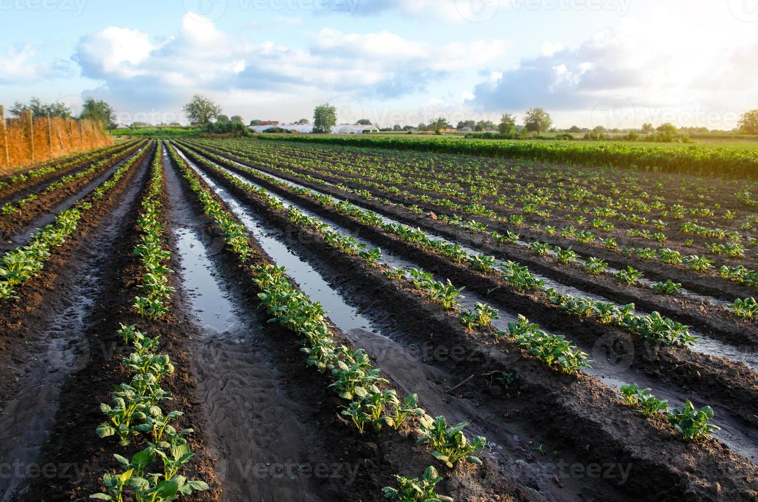 Freshly watered potato plants. Surface irrigation of crops on
