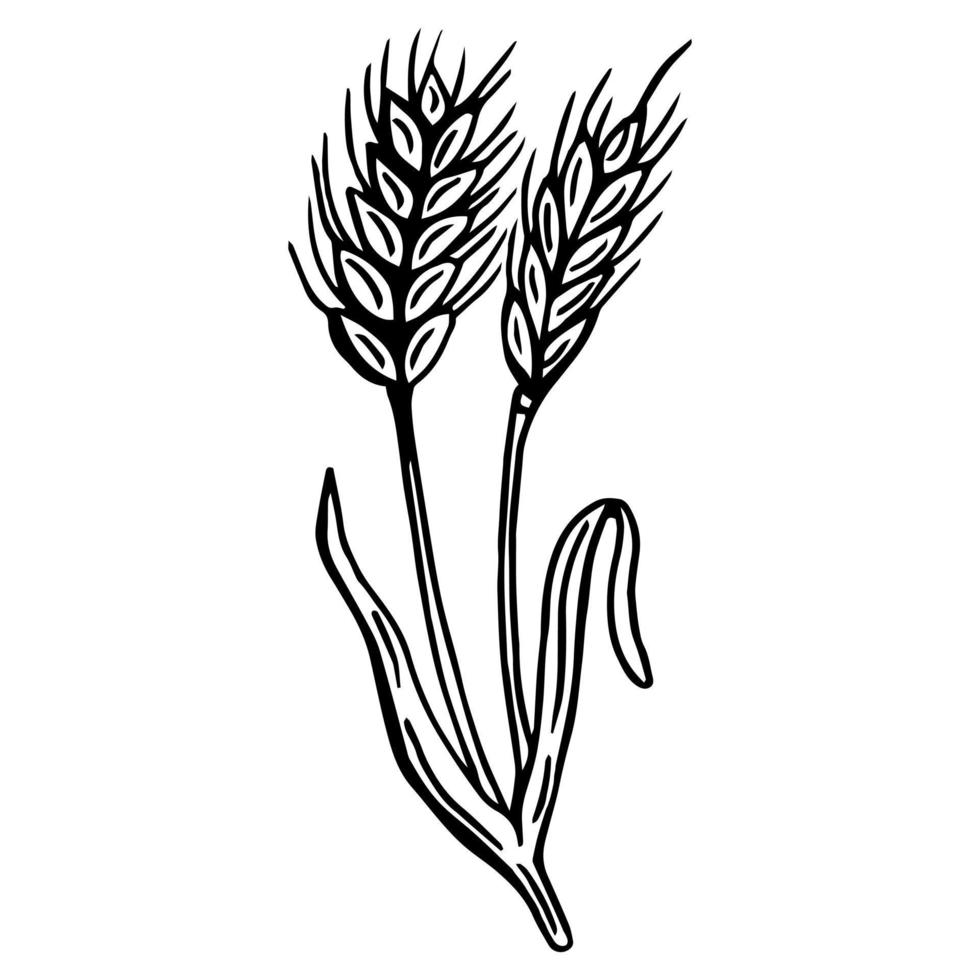 Ears of wheat set. Sketch botanical illustration. Isolated on white background. Vector